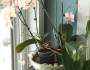 Monday’s Simple Cleverness…Humidity Tray for Houseplants