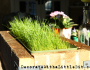 Our House: And Then There Was Grass!!