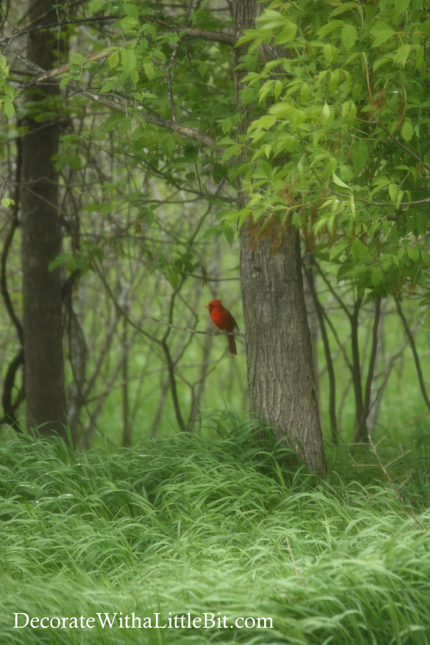 decoratewithalittlebit.com cardinal