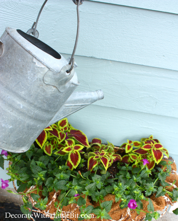 DecorateWithaLittleBit.com watering and feeding