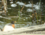 Our House: A Little Bit of Bird Watching
