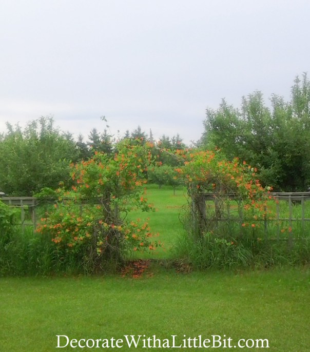 DecorateWithaLittleBit.com vine arbor into orchard