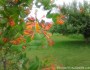 Our House: A View of the Orchard