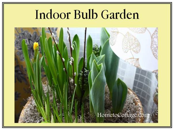 HometoCottage.com Indoor Bulb Garden